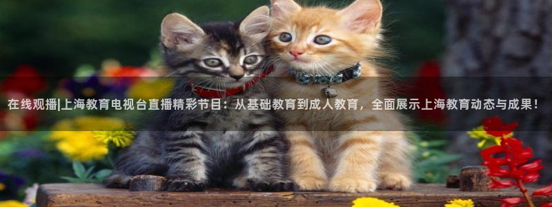 咪咕视频体育频道：在线观播|上海教育电视台直播精彩节目：从基础教育到成人教育，全面展示上海教育动态与成果！